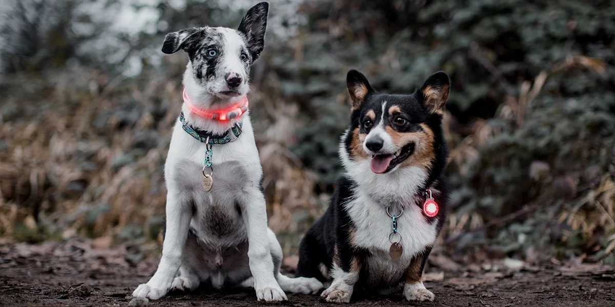 Two dogs wearing LED collars and pet ID tags, pet retailer product photo